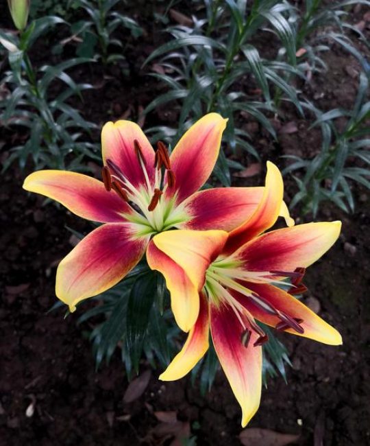百合是球根花卉吗？详细解析百合的品种、养护与盆栽/地栽选择
