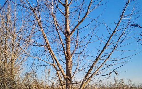 这棵银杏树粗得怎么样？看准胸径和米径，三招判断树龄与移栽价值