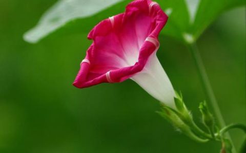 牵牛花的形状是什么——从喇叭形花冠到缠绕茎的完整形态解析