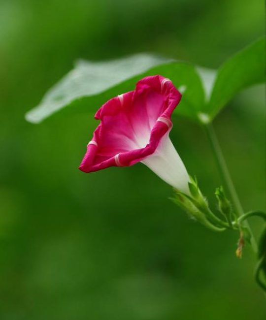 牵牛花的形状是什么——从喇叭形花冠到缠绕茎的完整形态解析