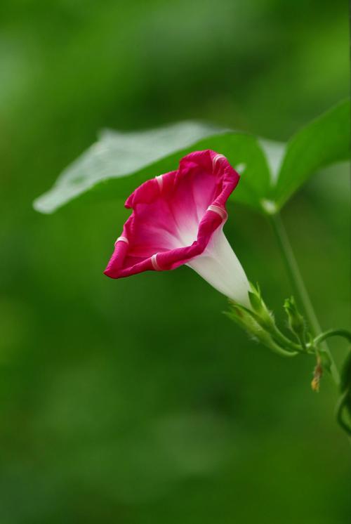 牵牛花的形状是什么——从喇叭形花冠到缠绕茎的完整形态解析 牵牛花的形状是什么——从喇叭形花冠到缠绕茎的完整形态解析