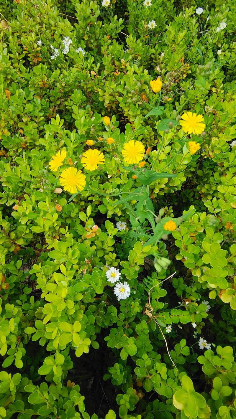 夏天有野花吗?这5种野花耐热40℃,南北皆可爆花 光照水分管理