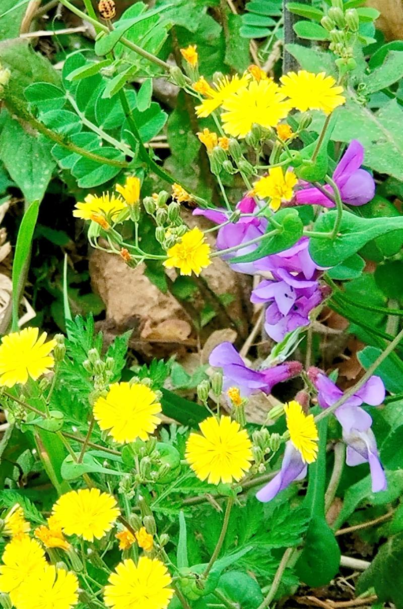 夏天有野花吗?这5种野花耐热40℃,南北皆可爆花 南北种植差异化建议