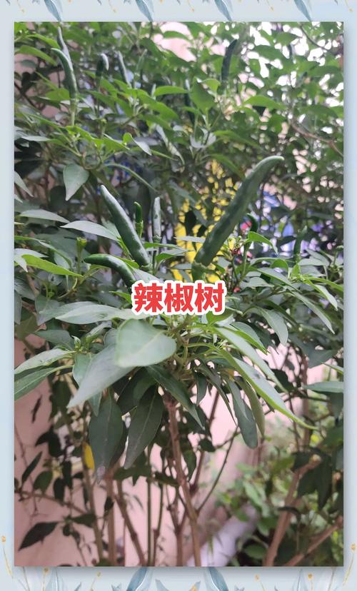 有没有辣椒树这样的品种?——木本辣椒与一年生辣椒深度对比 习性对比