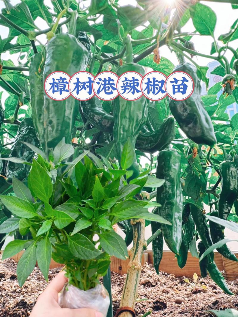 有没有辣椒树这样的品种?——木本辣椒与一年生辣椒深度对比 用途对比