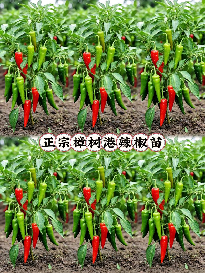 有没有辣椒树这样的品种?——木本辣椒与一年生辣椒深度对比 外观对比