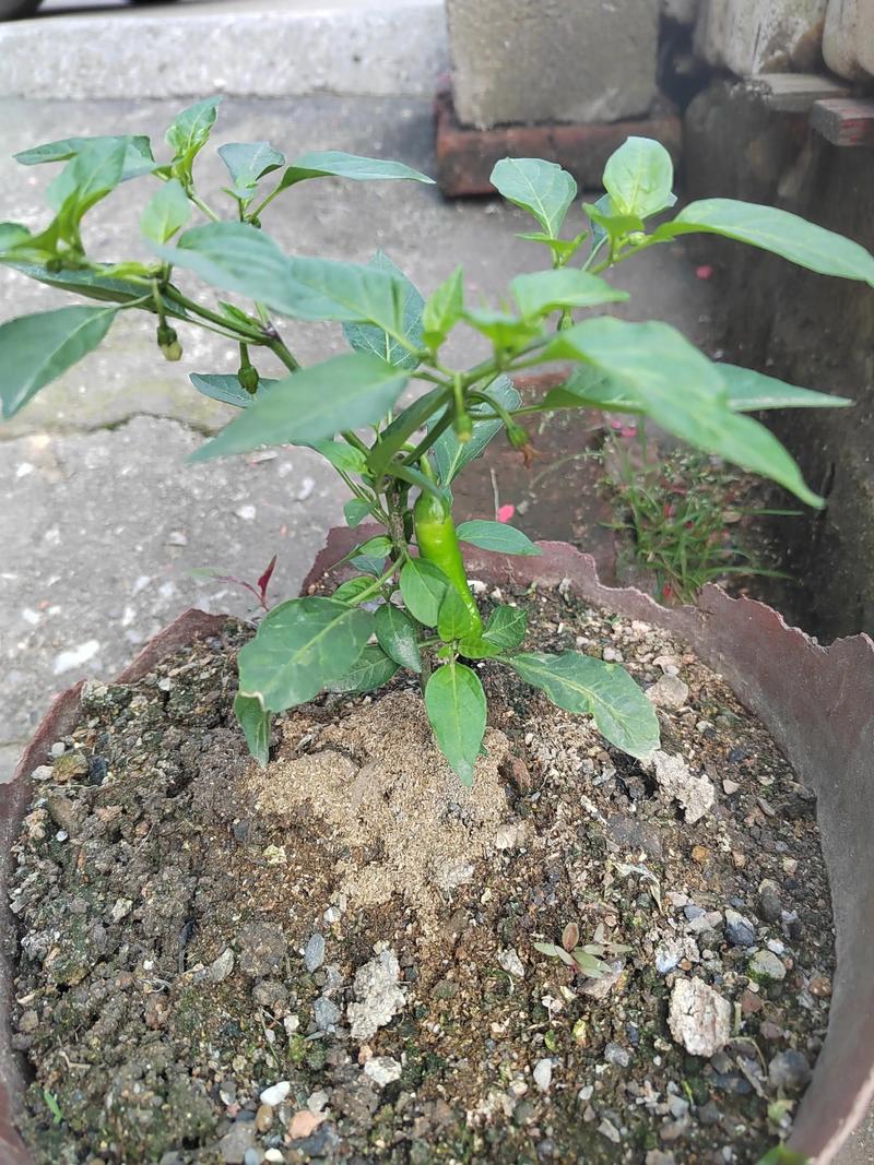 有没有辣椒树这样的品种?——木本辣椒与一年生辣椒深度对比 价格对比(2026 年参考)