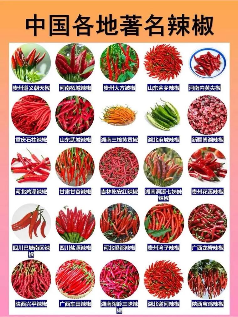 有没有辣椒树这样的品种?——木本辣椒与一年生辣椒深度对比 最终选择建议