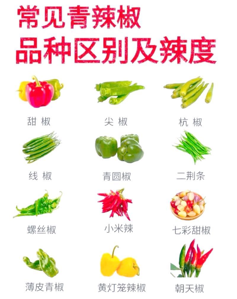有没有辣椒树这样的品种?——木本辣椒与一年生辣椒深度对比 养护难度对比