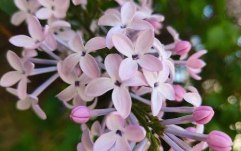 哈尔滨市花是什么花？丁香花详细介绍