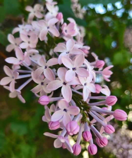 哈尔滨市花是什么花？丁香花详细介绍
