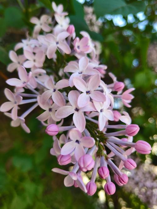 哈尔滨市花是什么花?丁香花详细介绍 哈尔滨市花是什么花?丁香花详细介绍
