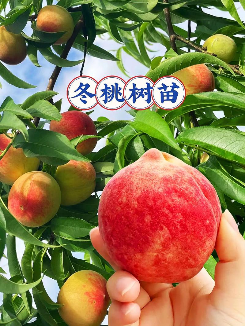 冬剪疏枝、夏追高钾肥，是冬桃优质丰产的核心