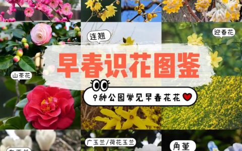 花花卉怎么识别？从新手到高手的观花植物鉴别全攻略