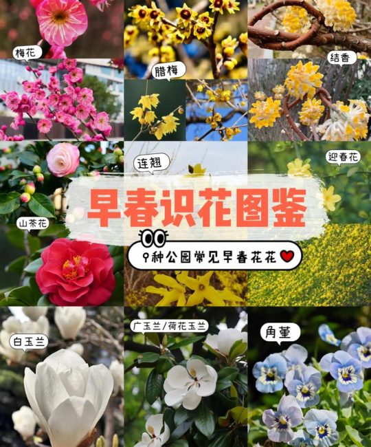花花卉怎么识别？从新手到高手的观花植物鉴别全攻略
