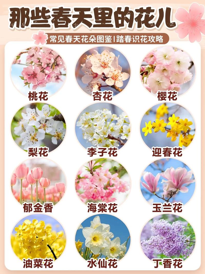 花花卉怎么识别?从新手到高手的观花植物鉴别全攻略 盆栽/地栽选择决策:3个判断标准