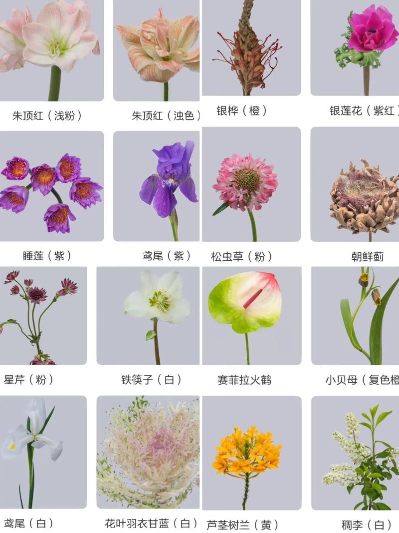 花花卉怎么识别?从新手到高手的观花植物鉴别全攻略 修剪促花系统指导:分季节、分品种操作