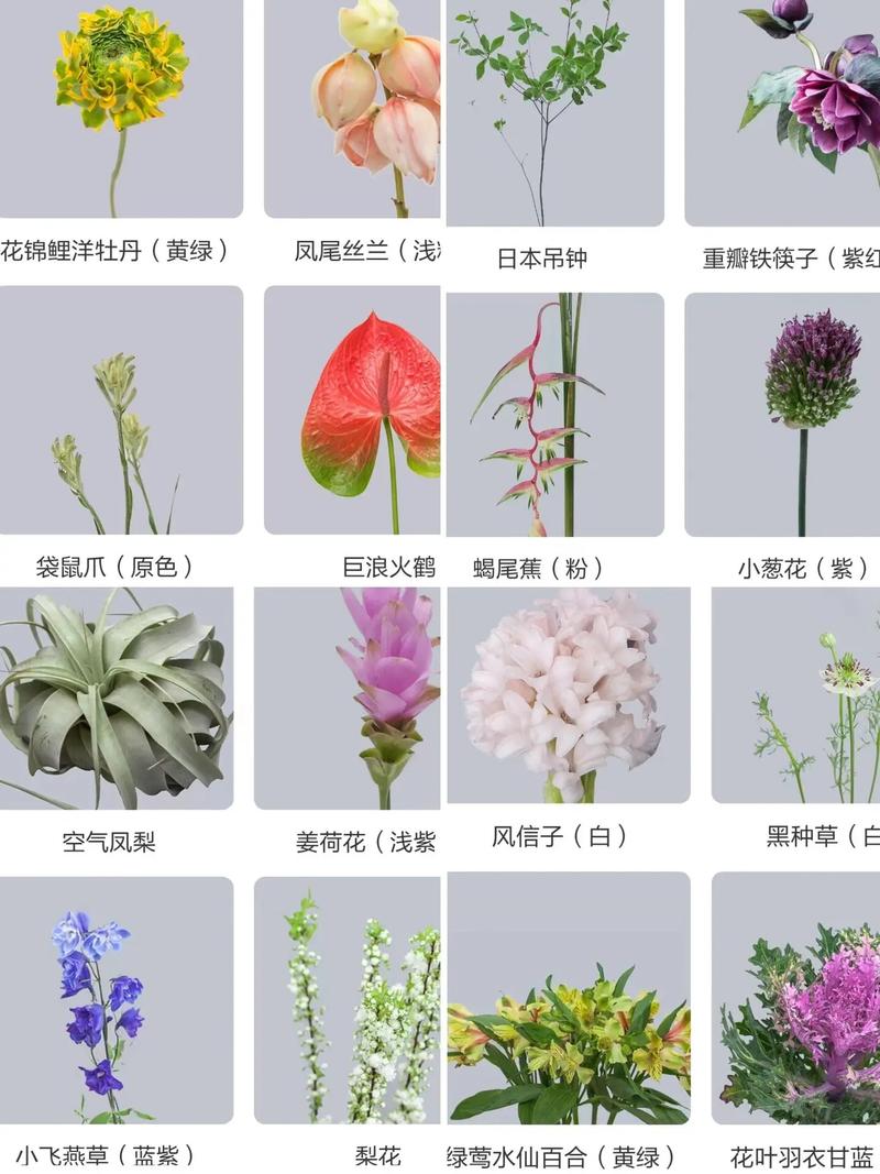 花花卉怎么识别?从新手到高手的观花植物鉴别全攻略 FAQ
