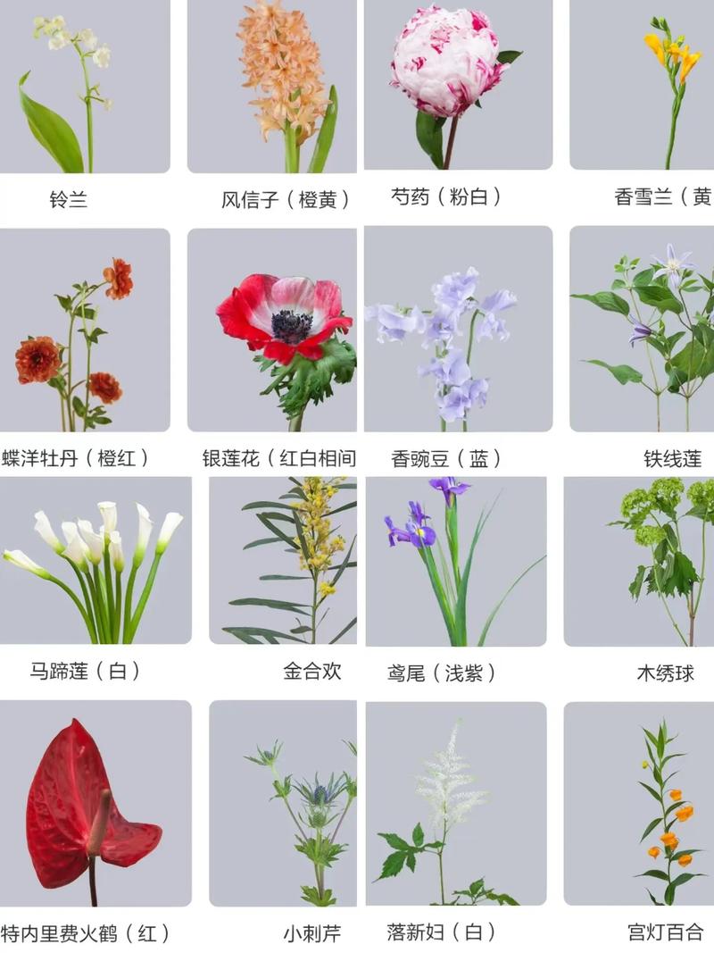 花花卉怎么识别?从新手到高手的观花植物鉴别全攻略 总结:3个核心可执行动作
