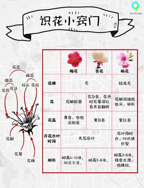 花花卉怎么识别?从新手到高手的观花植物鉴别全攻略 常见误区与纠正
