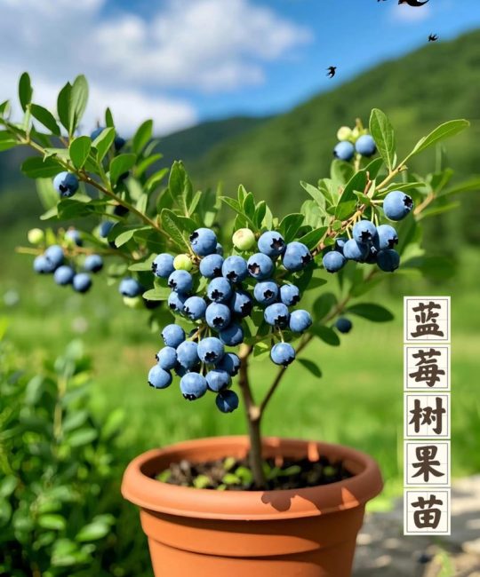 真正的蓝莓树图片与识别特征：杜鹃花科越桔属的珍贵浆果植物