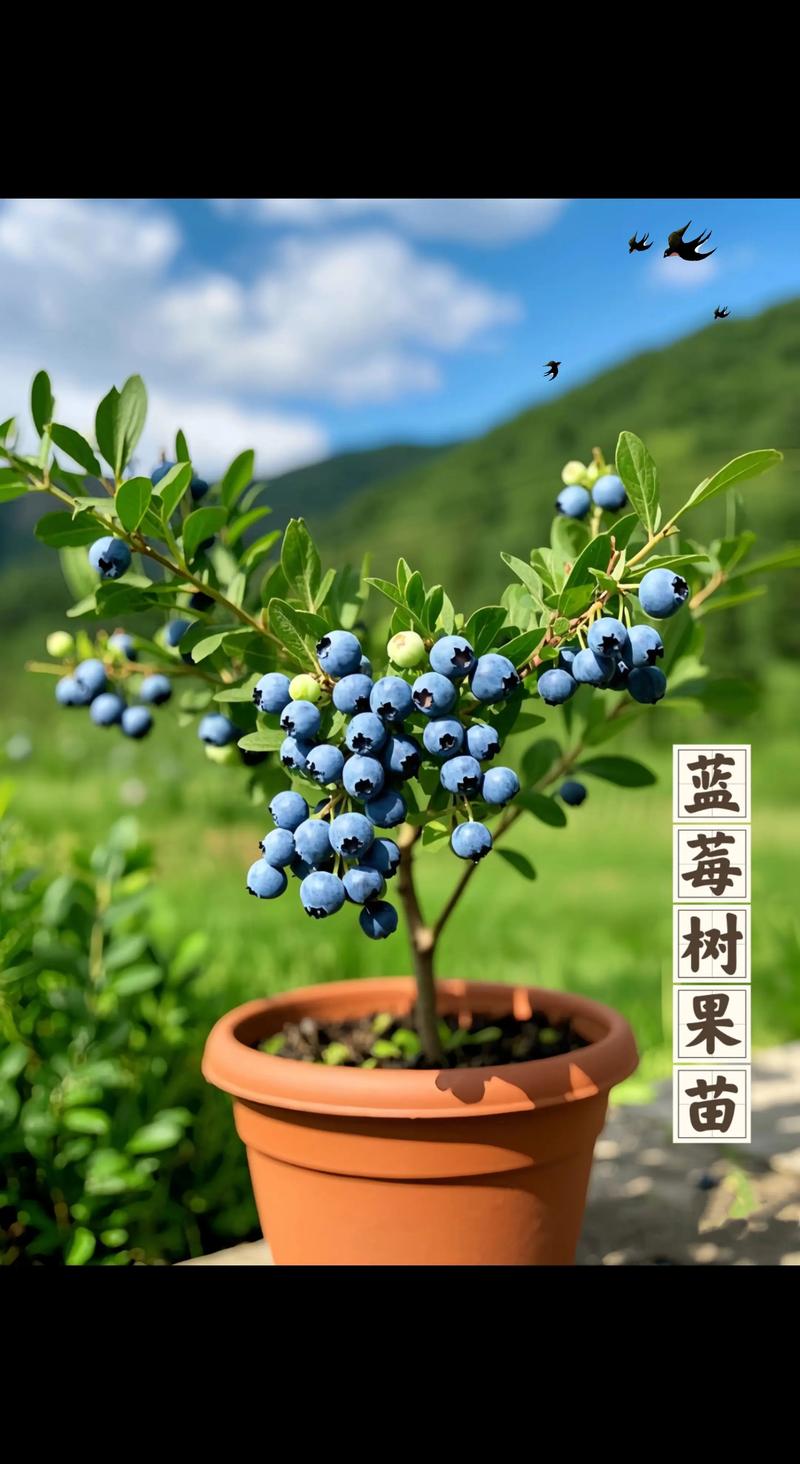 真正的蓝莓树图片与识别特征:杜鹃花科越桔属的珍贵浆果植物 真正的蓝莓树图片与识别特征:杜鹃花科越桔属的珍贵浆果植物