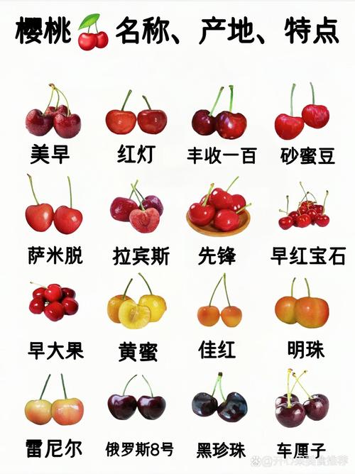宾库大樱桃品种介绍:晚熟大果之王 宾库大樱桃品种介绍:晚熟大果之王