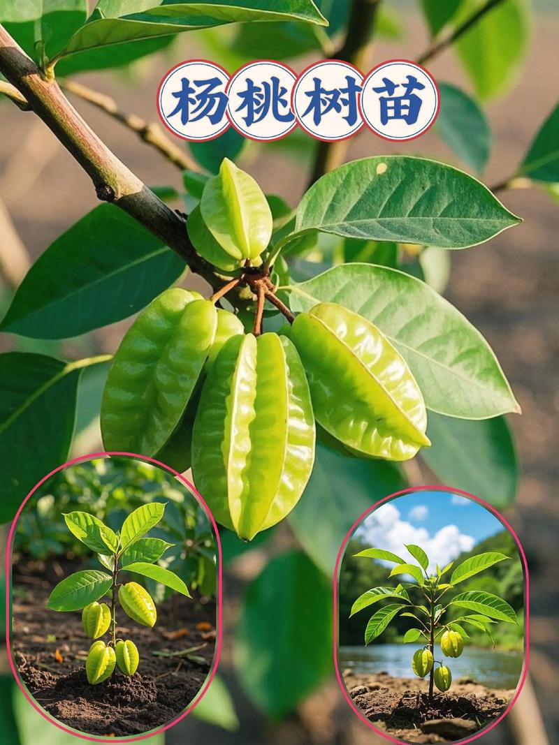 桃树苗价格指南:2024年多少钱一棵?哪里买最靠谱? 价格与渠道综合参考表