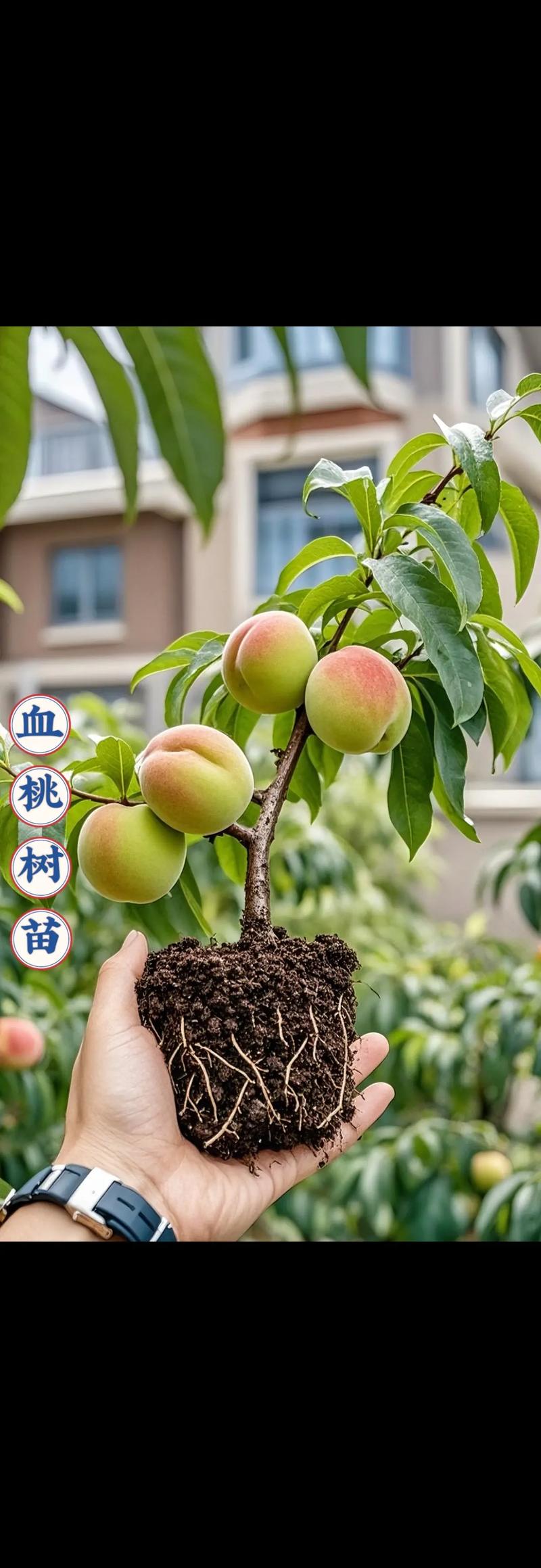 桃树苗价格指南:2024年多少钱一棵?哪里买最靠谱? 购买渠道核查指南