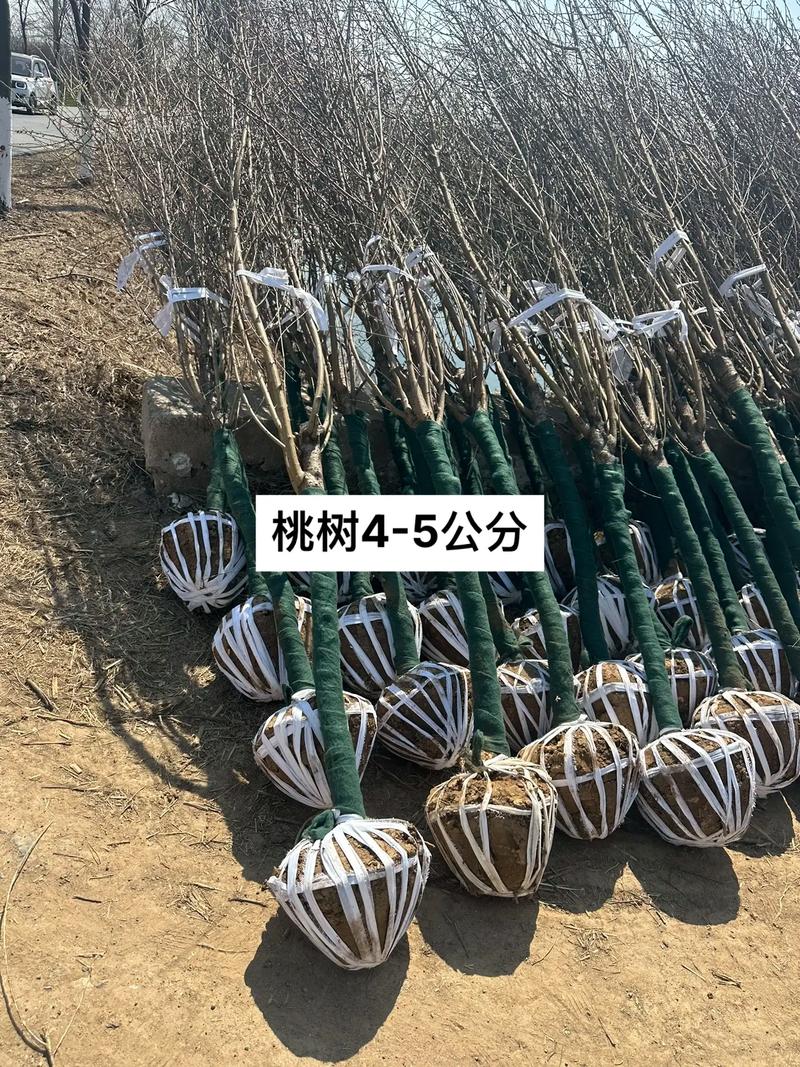 桃树苗价格指南:2024年多少钱一棵?哪里买最靠谱? 咨询指南
