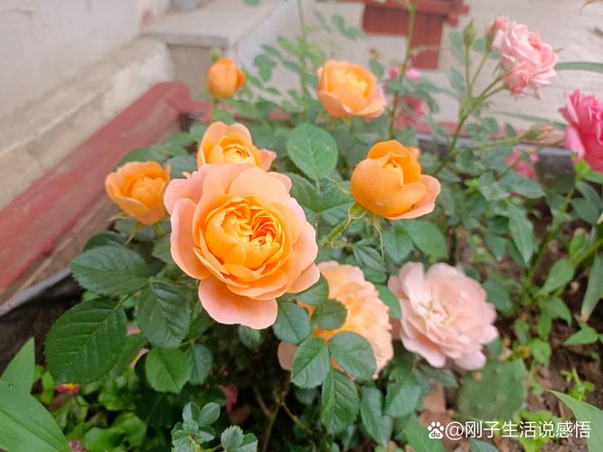 七点花开正好:那些清晨绽放的园艺精灵 茉莉花:晨香使者