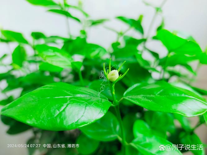 七点花开正好:那些清晨绽放的园艺精灵 太阳花:跟着阳光走