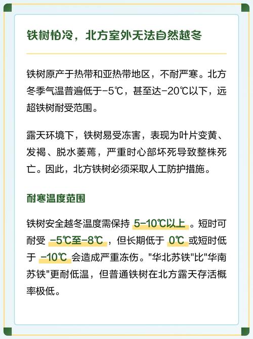 铁树冻得发黄了怎么办?冬季防寒与补救全攻略 四、预防铁树冻害的4个关键措施