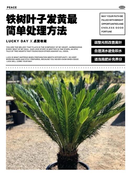 铁树冻得发黄了怎么办?冬季防寒与补救全攻略 结语