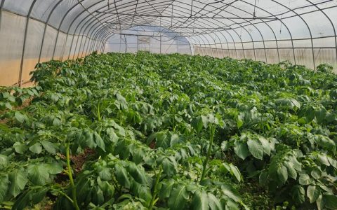 夏天种植树苗全攻略：选对品种 + 高温成活操作指南