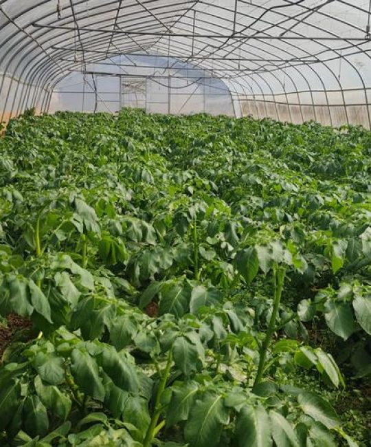 夏天种植树苗全攻略：选对品种 + 高温成活操作指南