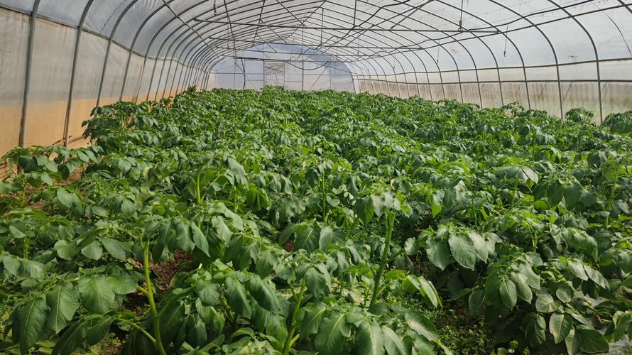 夏天种植树苗全攻略:选对品种 + 高温成活操作指南 一、适宜时间:夏季种植的时间窗口与风险控制