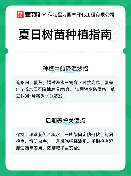 夏天种植树苗全攻略:选对品种 + 高温成活操作指南 四、栽植深度:根茎结合部与地面平齐