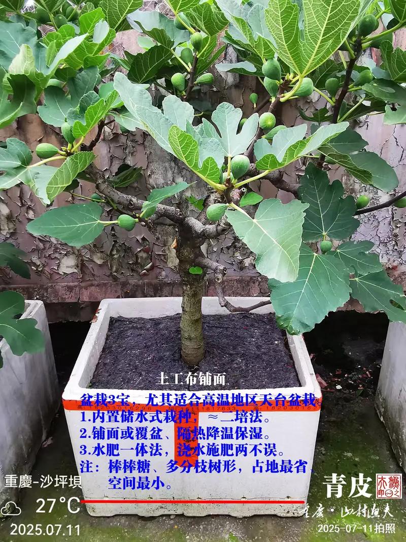 夏天种植树苗全攻略:选对品种 + 高温成活操作指南 五、浇定根水:夏季必须“边栽边浇”