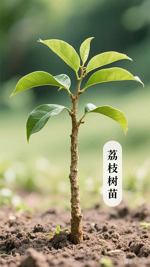 夏天种植树苗全攻略:选对品种 + 高温成活操作指南 六、缓苗管理:遮阴、喷水、控湿