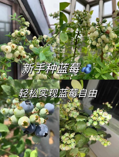 六、缓苗管理