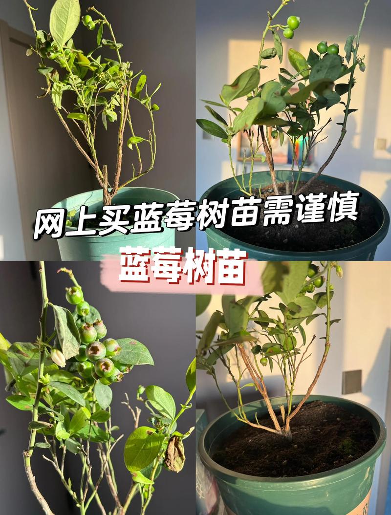 五、浇定根水