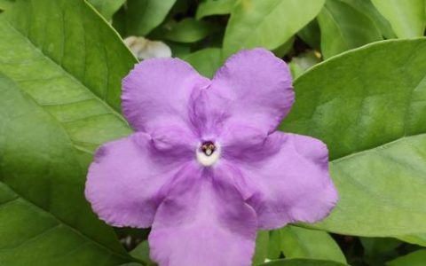 茉莉花是什么颜色？经典白色之外还有紫色、黄色与粉紫色