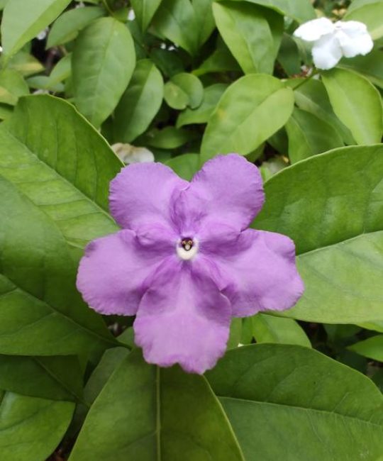 茉莉花是什么颜色？经典白色之外还有紫色、黄色与粉紫色