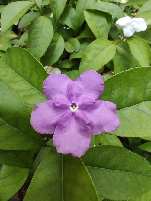 经典品种：木樨科茉莉花以纯白为主