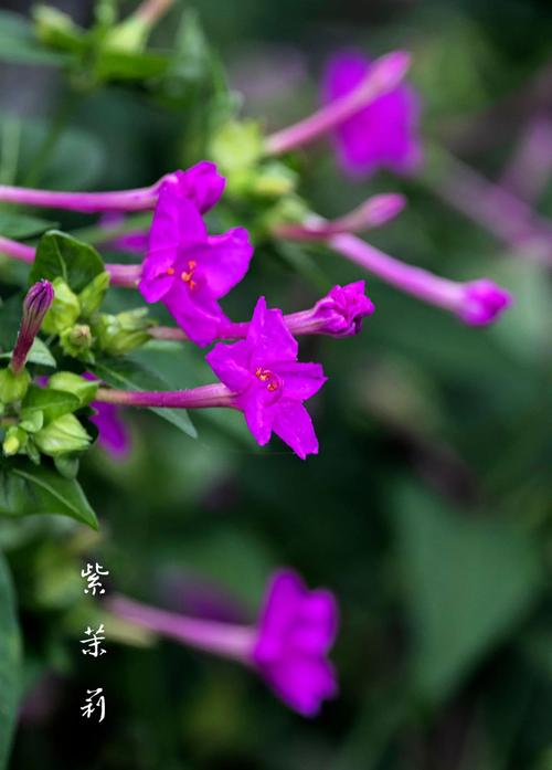 黄花茉莉与紫茉莉：同名为“茉莉”的不同花色