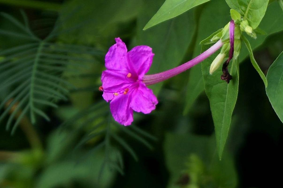 如何根据花色选购茉莉花品种