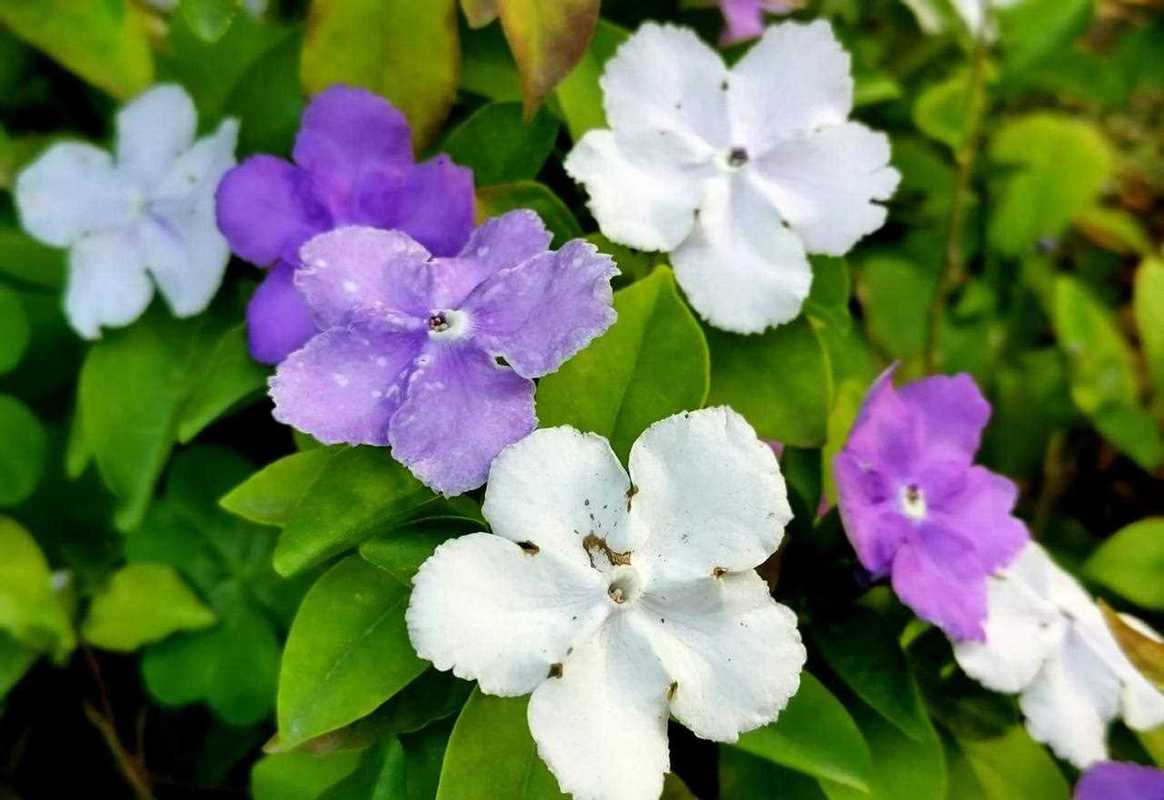 茉莉花相关常见问题解答