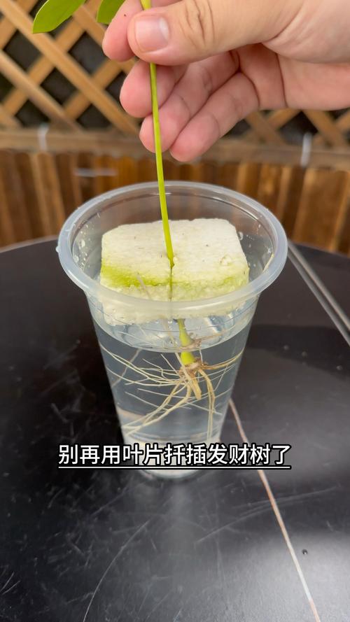 发财树怎么扦插生根？瓜栗半木质化枝条扦插全流程与成功率提升技术