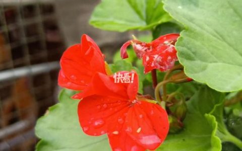 绣球花和天竺葵是一种花吗？习性天差地别，养护逻辑完全不同